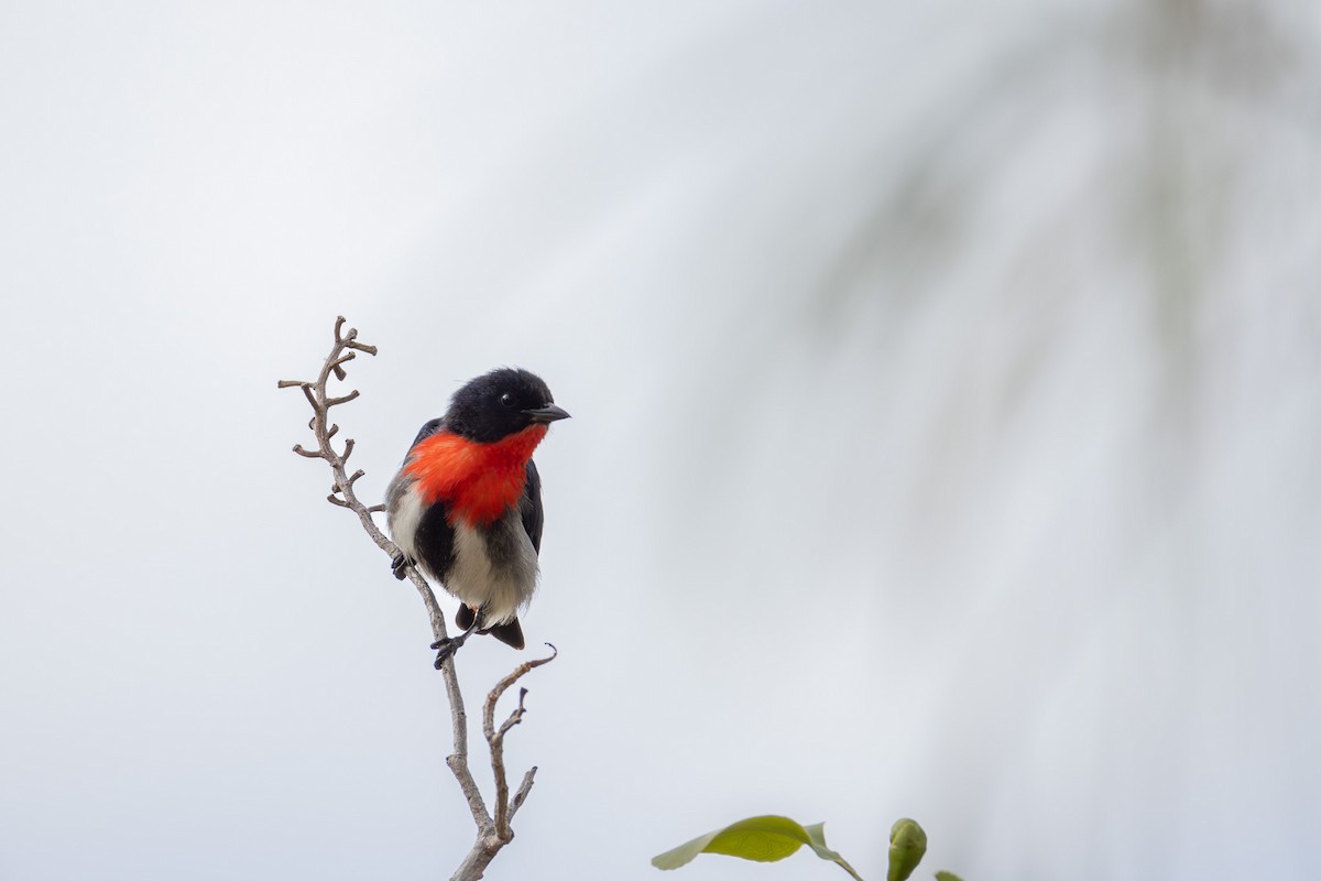 Mistletoebird - ML624072777