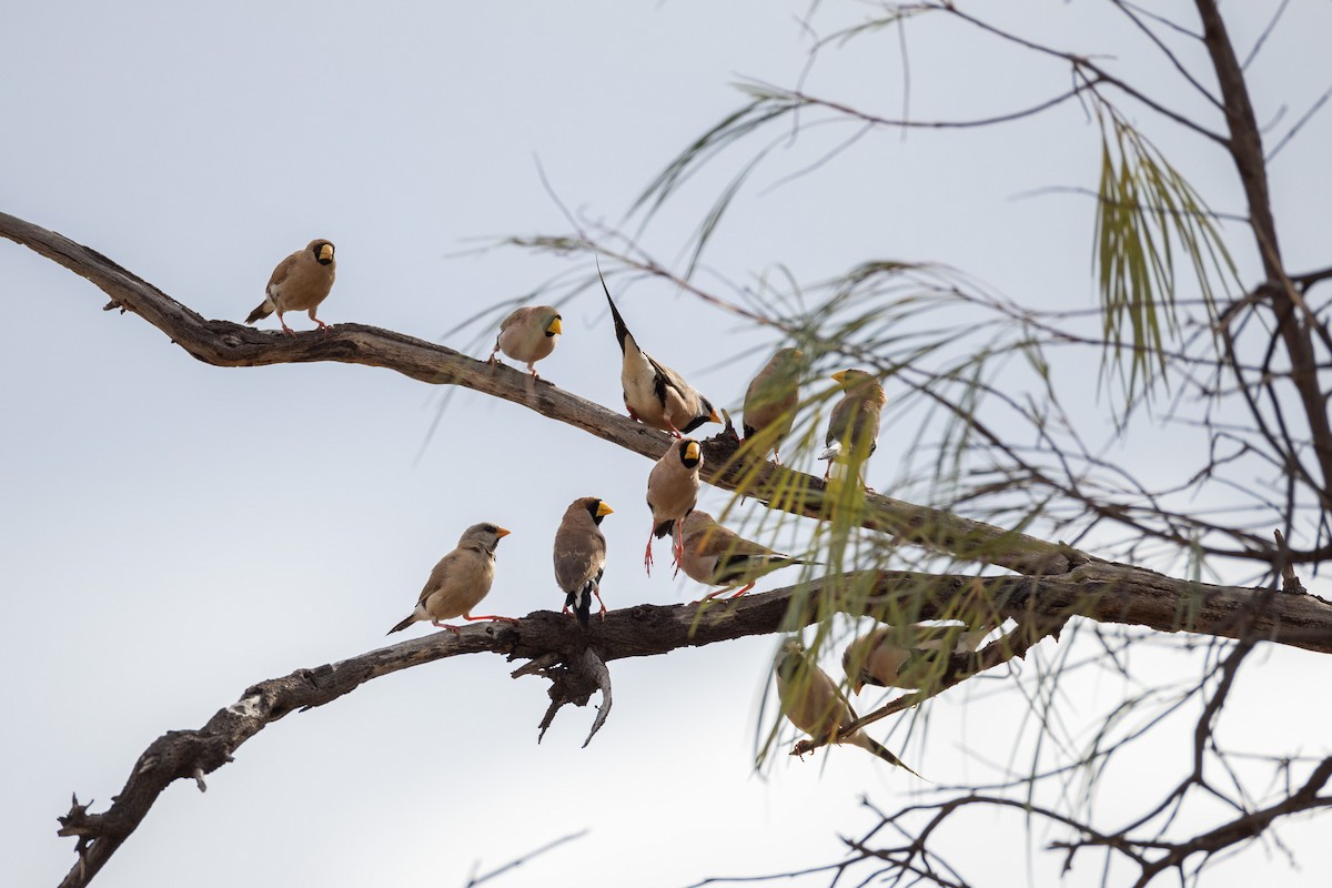 Masked Finch - ML624072779