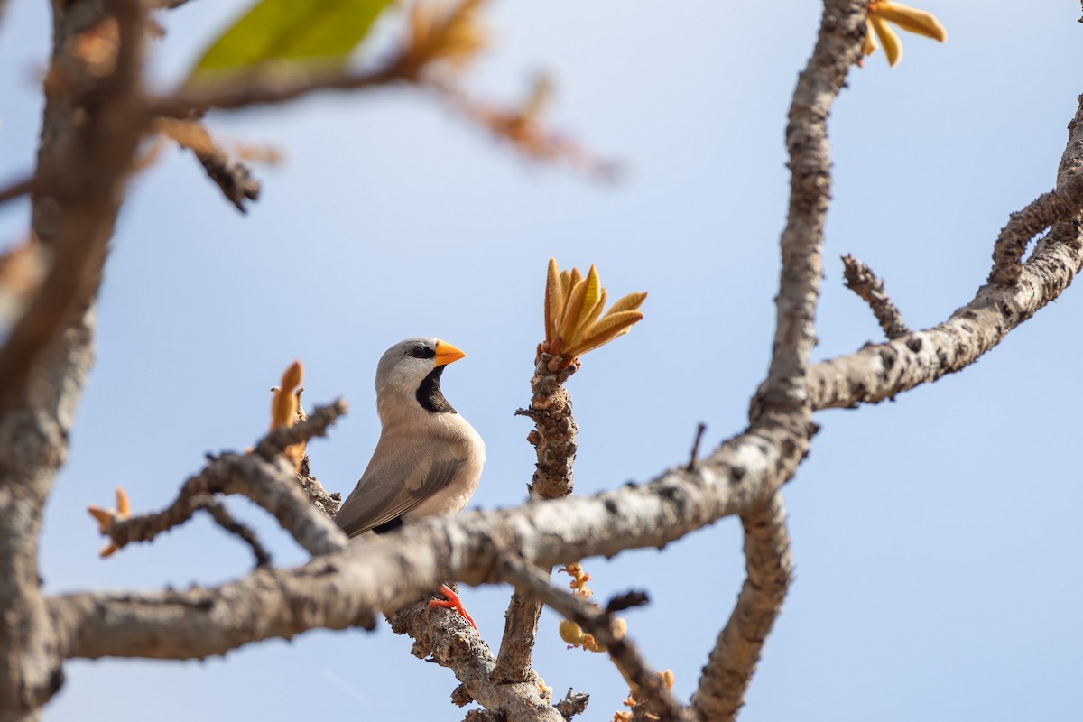 Long-tailed Finch - ML624072780