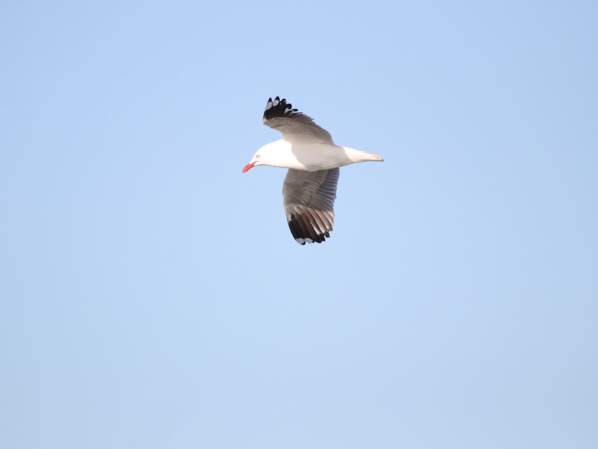 Silver Gull (Silver) - ML624072790