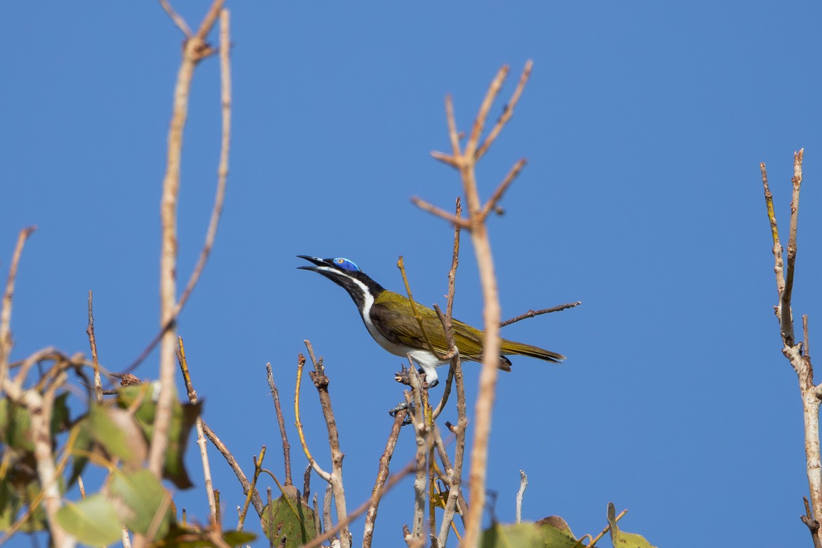 Blue-faced Honeyeater (White-quilled) - ML624072801