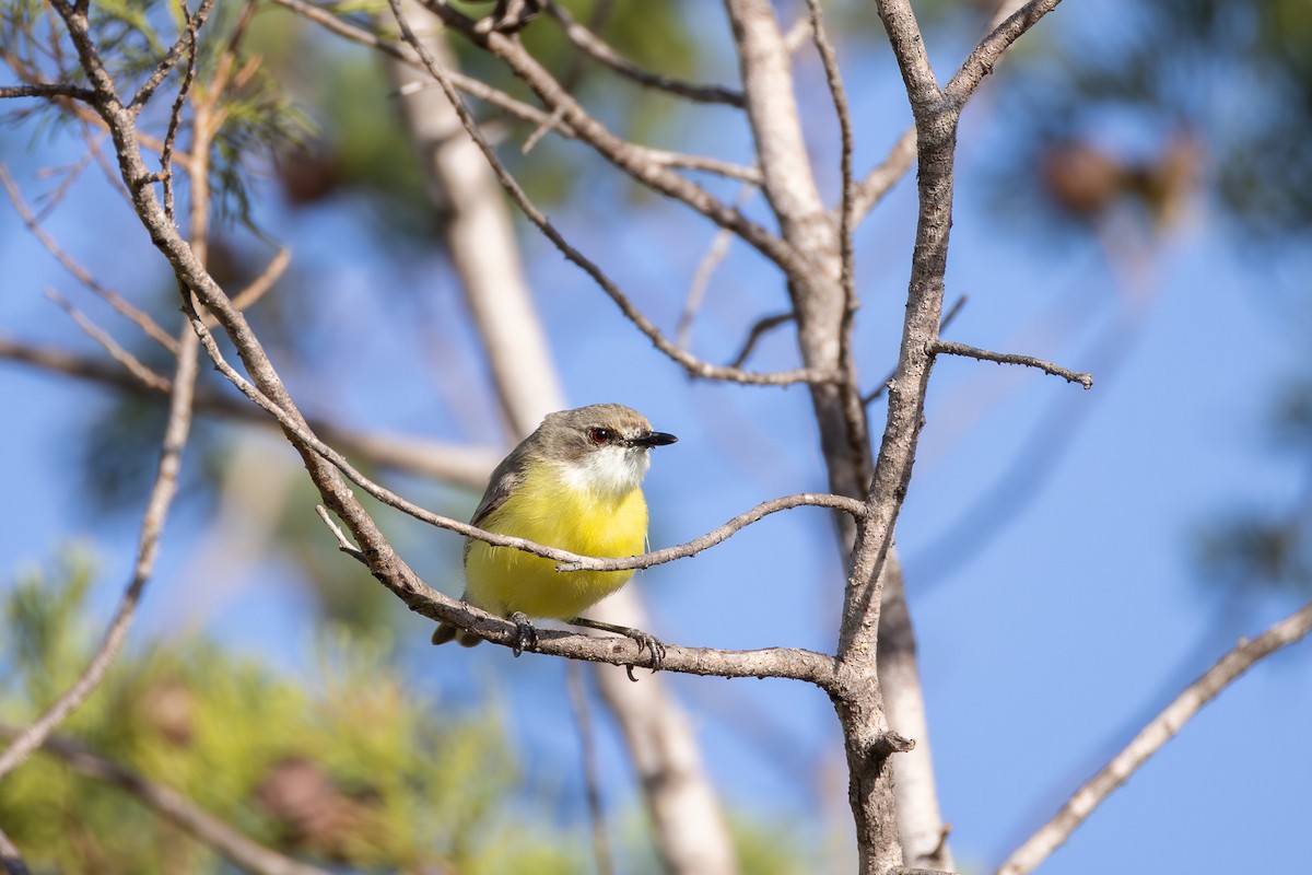 White-throated Gerygone - ML624072803