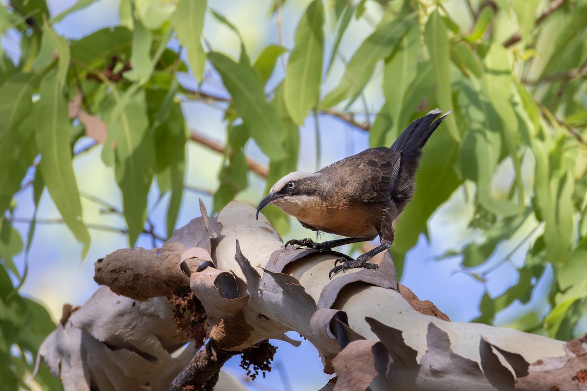 Gray-crowned Babbler - ML624072805