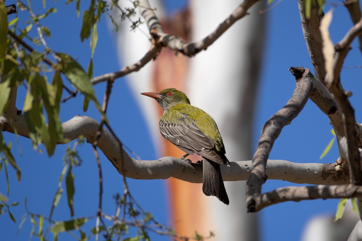 Olive-backed Oriole - ML624072806