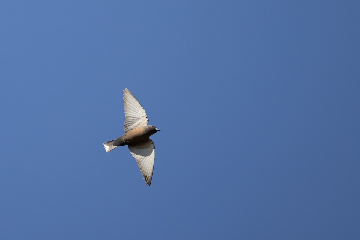 Little Woodswallow - ML624072809