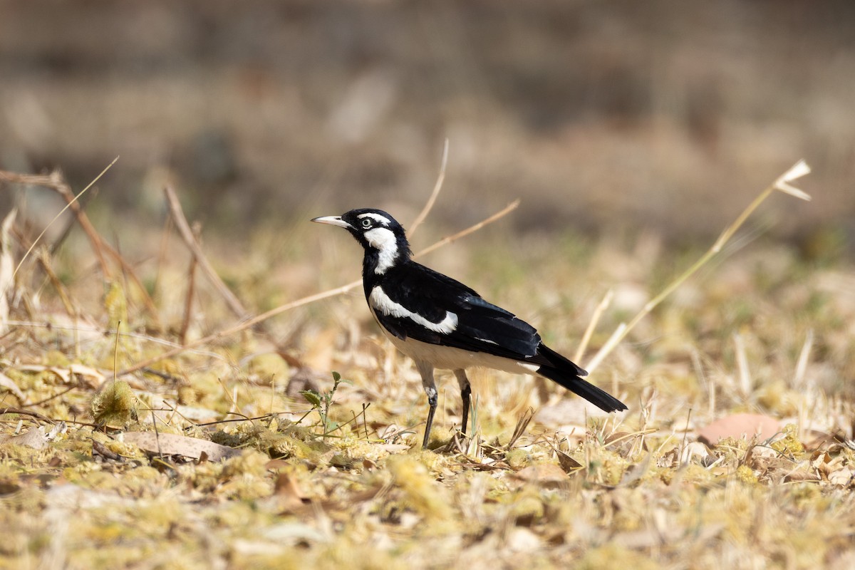 Magpie-lark - ML624072810