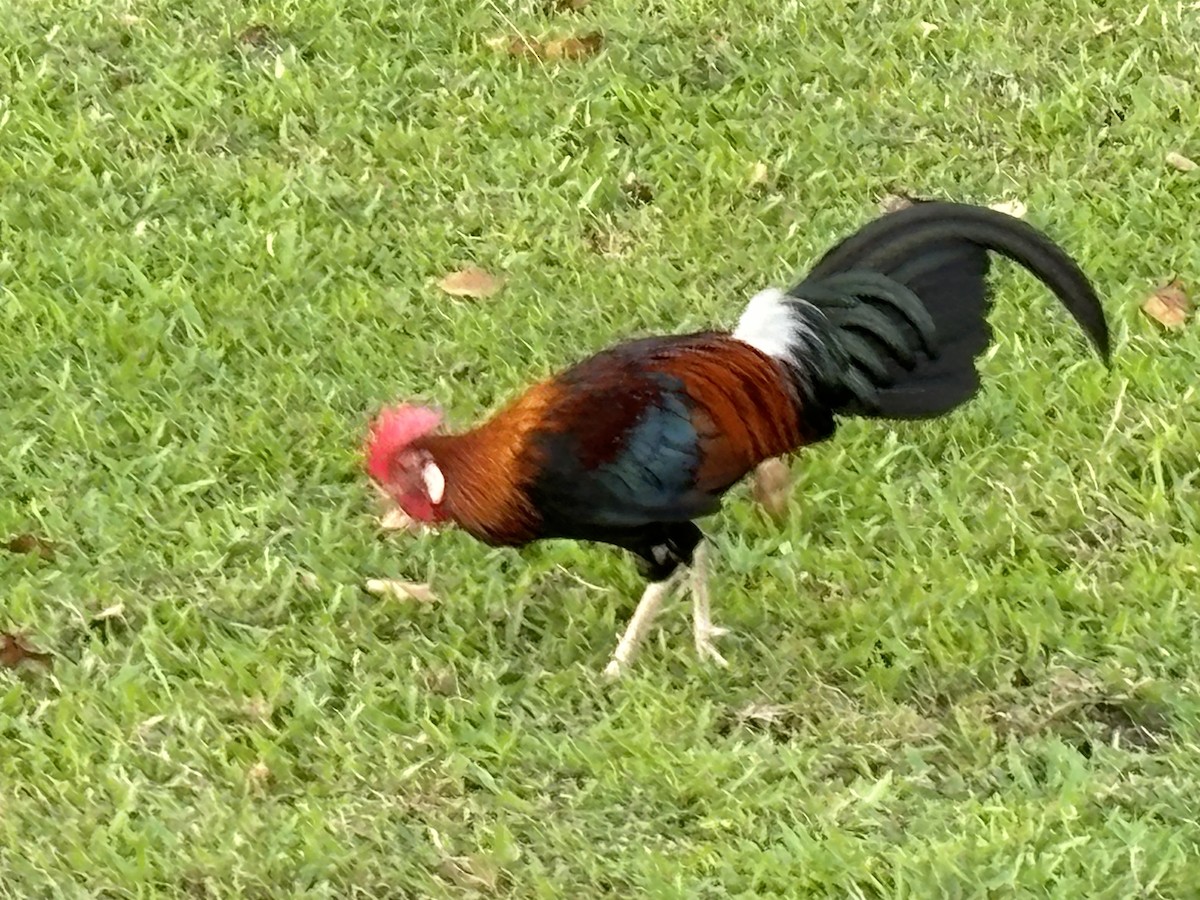 Red Junglefowl - ML624072816