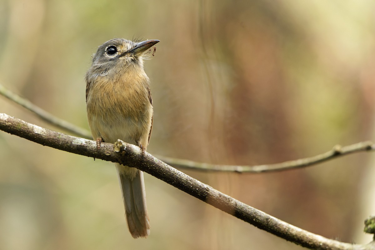 Rusty-breasted Nunlet - ML624072819