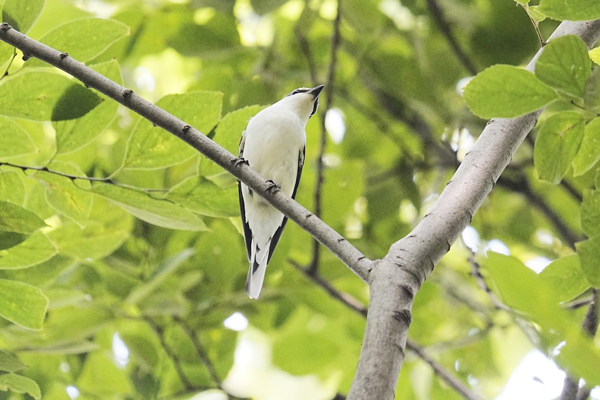 Ashy Minivet - ML624072832