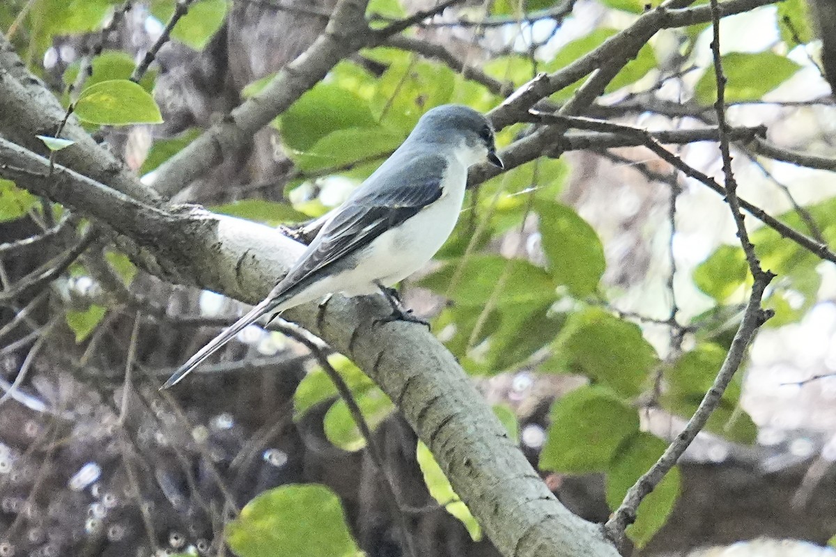 Ashy Minivet - ML624072839