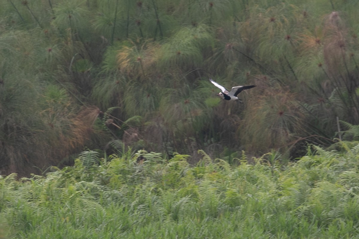 Long-toed Lapwing - ML624072843