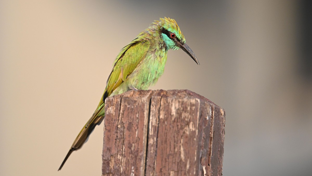 Arabian Green Bee-eater - Vlad Sladariu