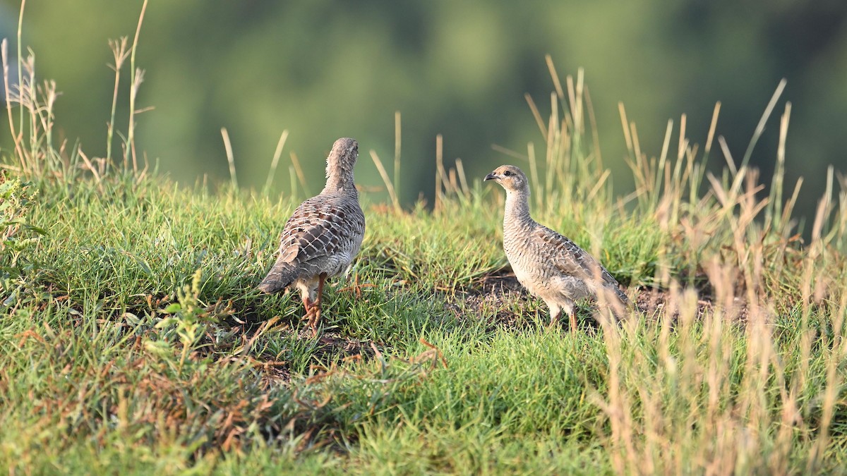 Gray Francolin - ML624072864