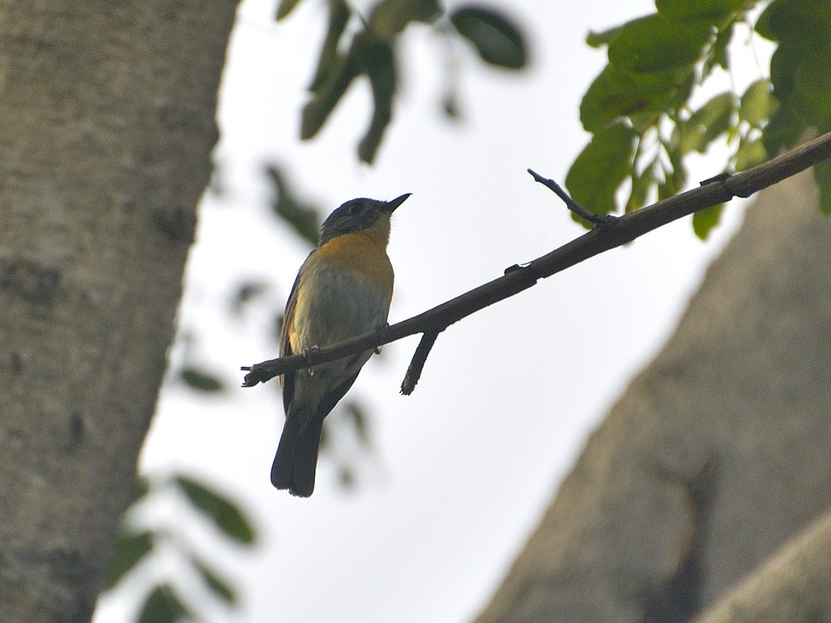 Tickell's Blue Flycatcher - ML624072867