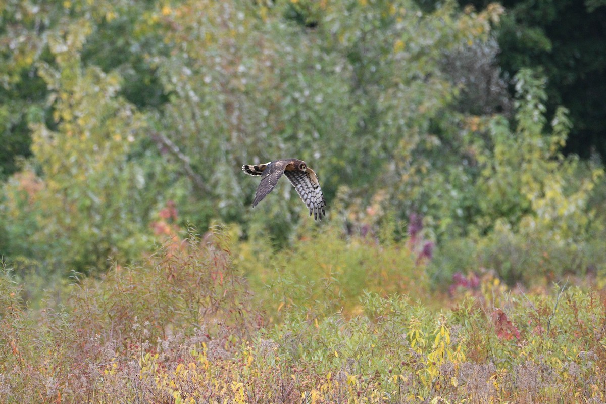 Northern Harrier - ML624072897