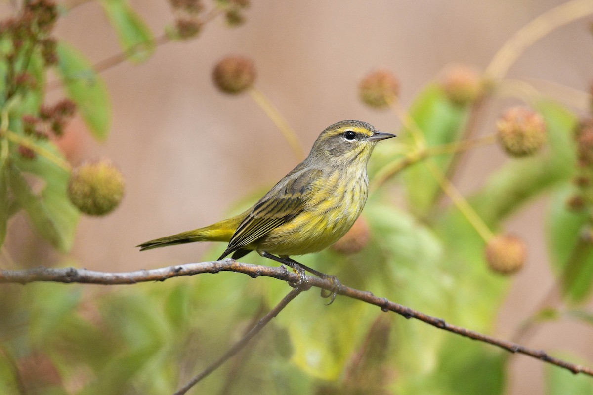 Palm Warbler - ML624072901