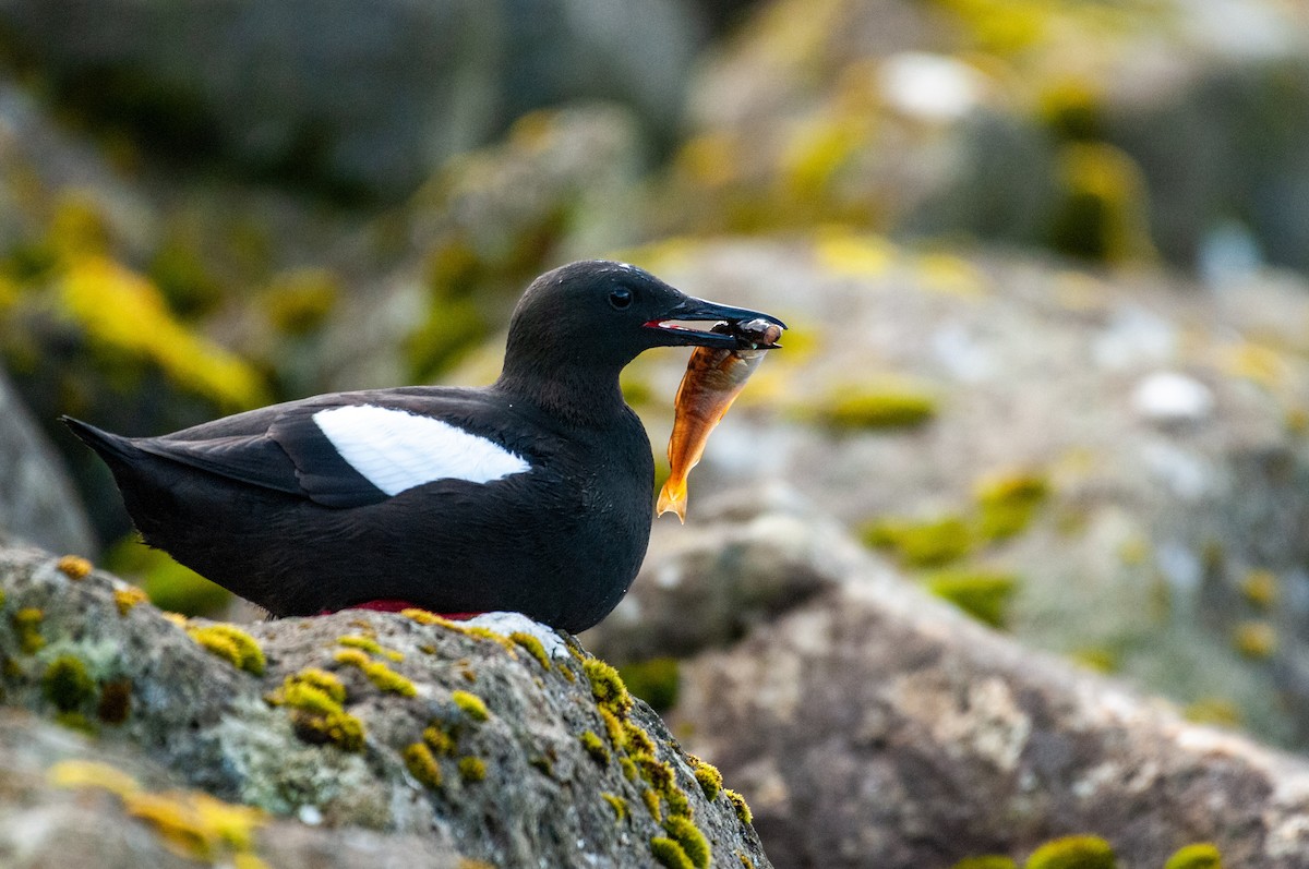 Black Guillemot - ML624072925