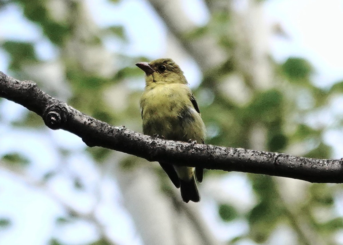 Scarlet Tanager - ML624072947