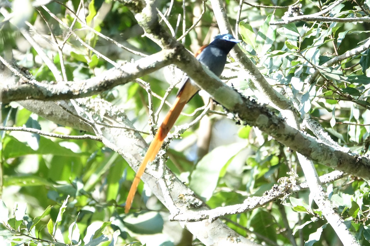 African Paradise-Flycatcher - Martin Brookes