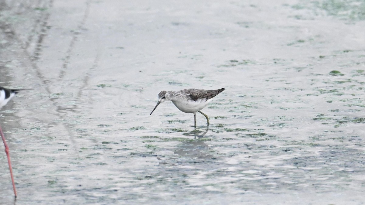 Marsh Sandpiper - Vlad Sladariu