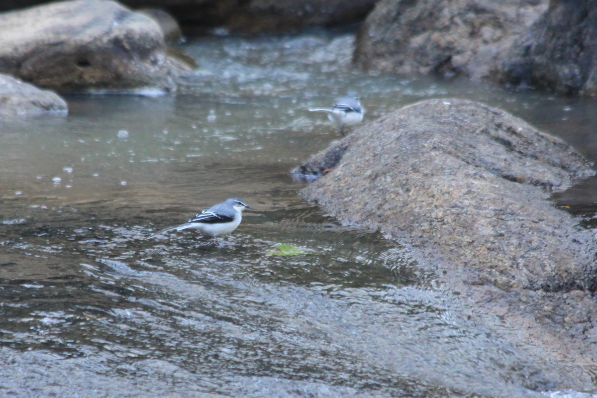 Mountain Wagtail - ML624072976