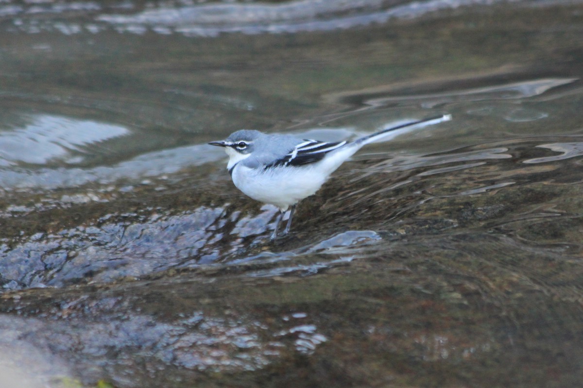 Mountain Wagtail - ML624072977