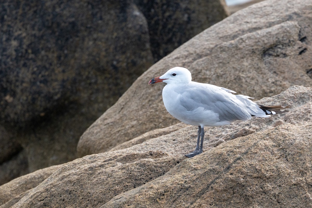 Audouin's Gull - ML624072985