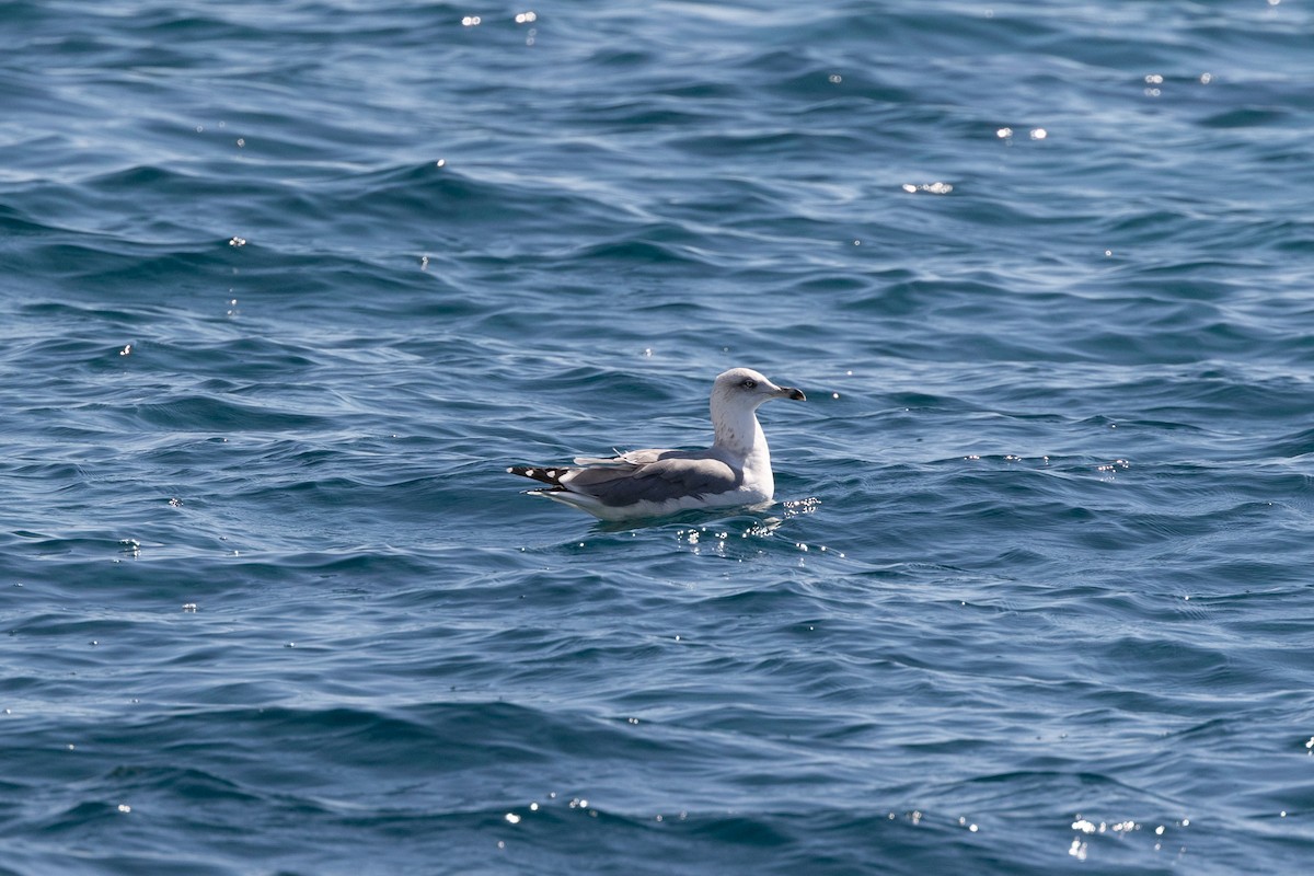 Yellow-legged Gull - ML624072987