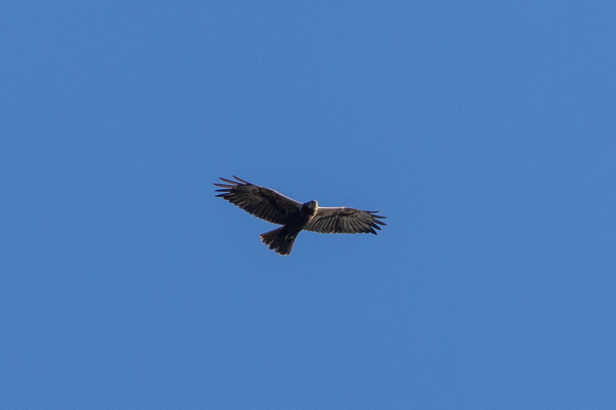 Western Marsh Harrier - ML624072991