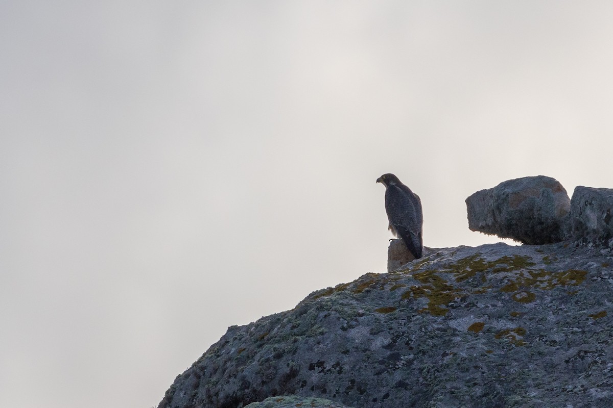 Peregrine Falcon - ML624072996