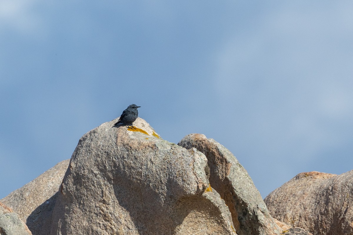 Blue Rock-Thrush - ML624073003