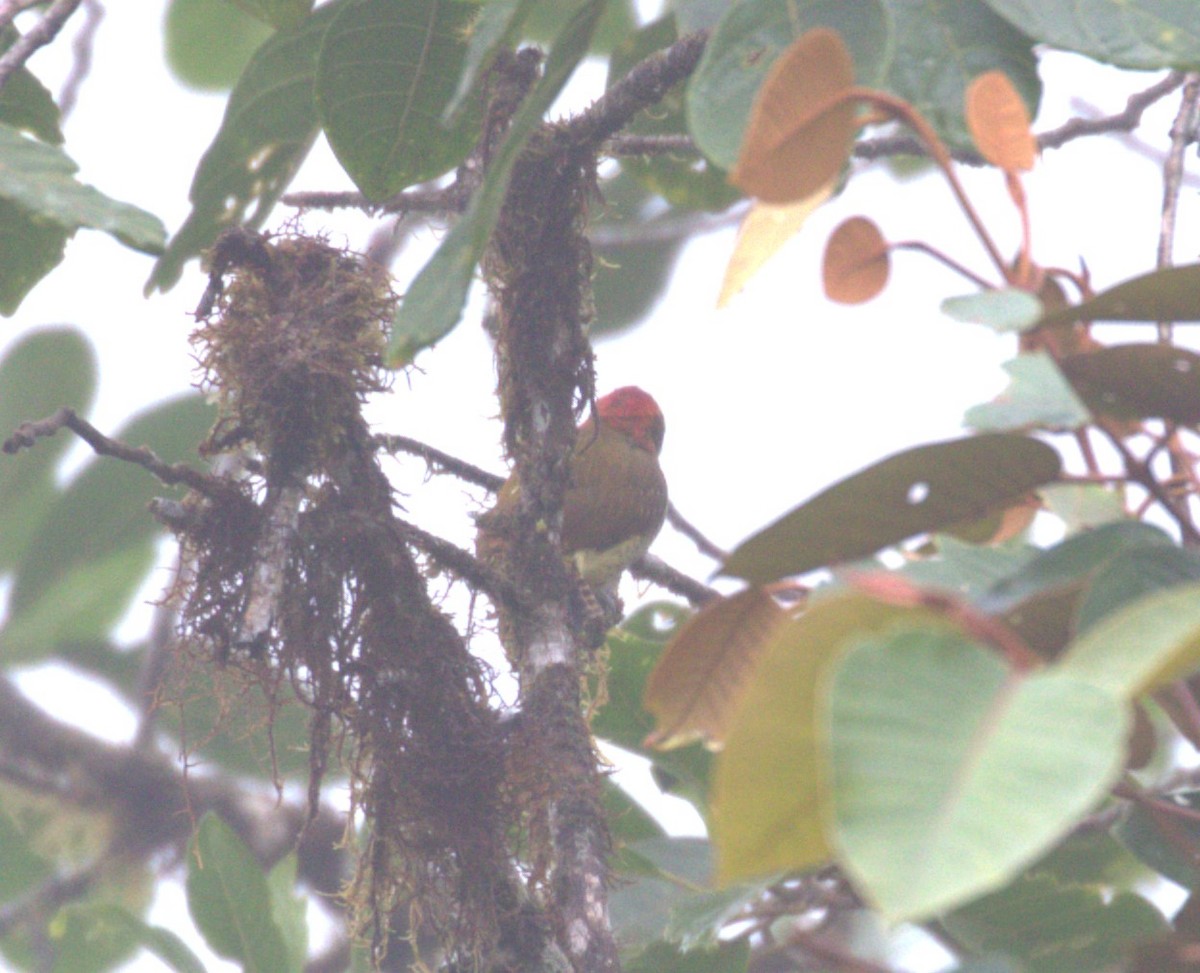 Yellow-vented Woodpecker - ML624073007