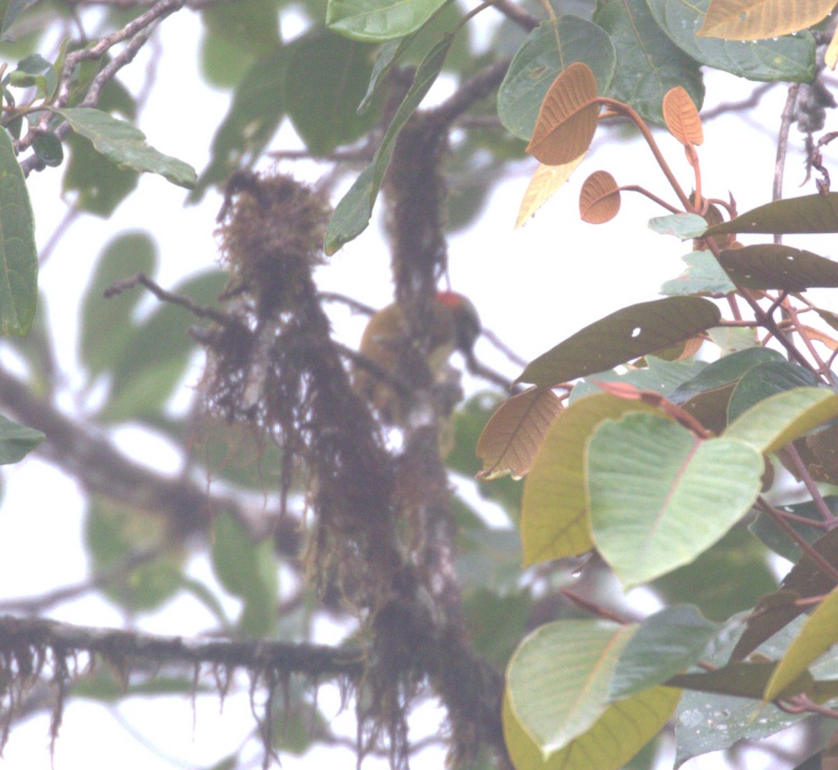 Yellow-vented Woodpecker - ML624073009