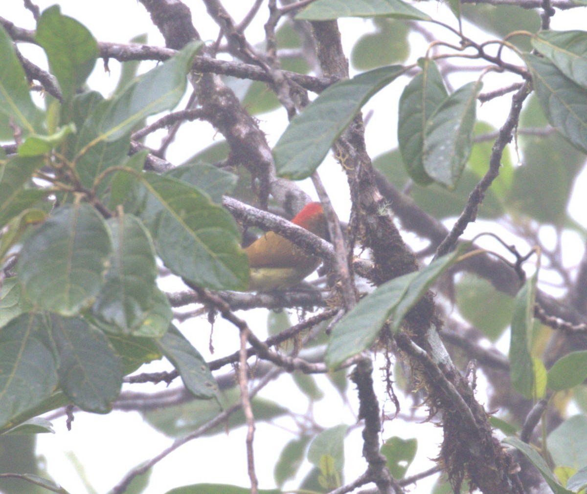 Yellow-vented Woodpecker - ML624073011