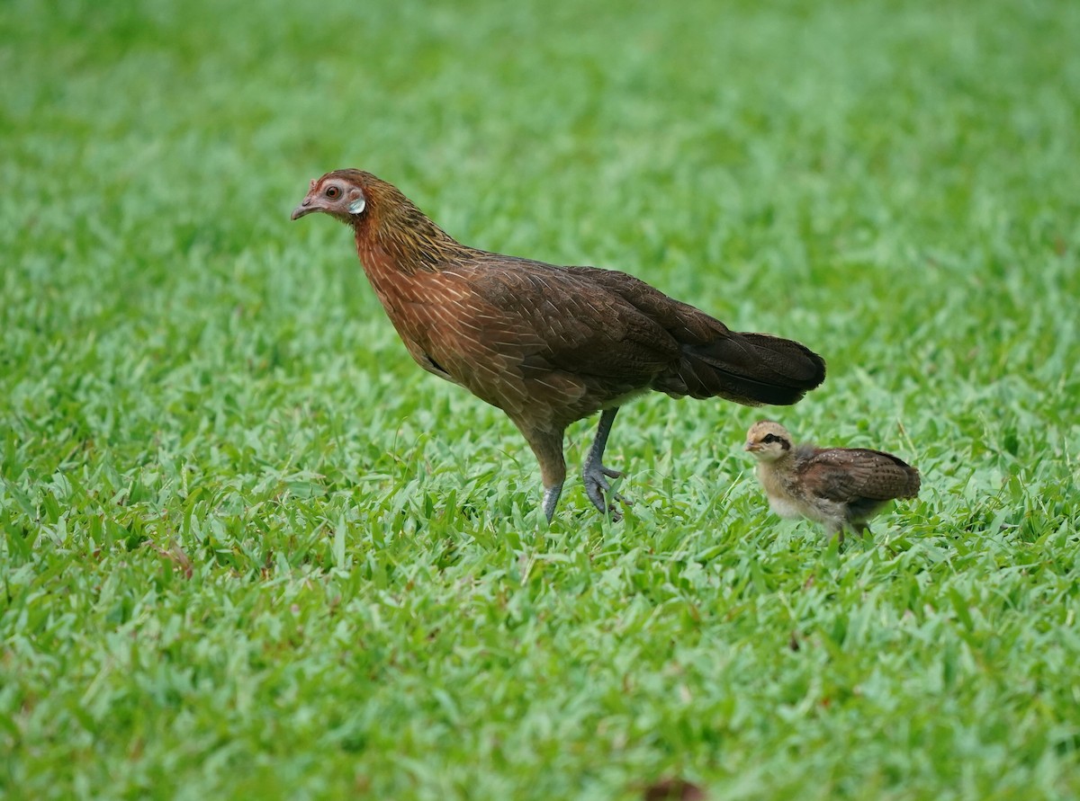 Red Junglefowl (Domestic type) - ML624073016