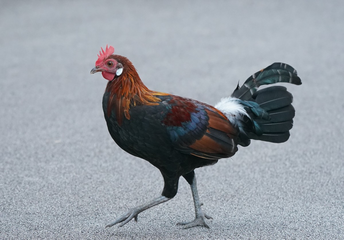 Red Junglefowl (Domestic type) - ML624073017