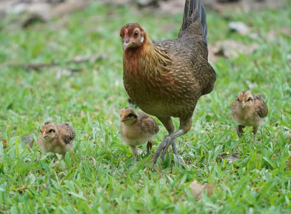 Red Junglefowl (Domestic type) - ML624073018