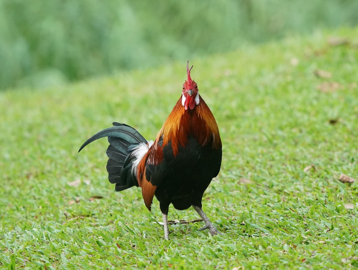 Red Junglefowl (Domestic type) - ML624073019