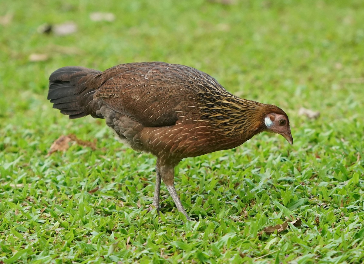 Red Junglefowl (Domestic type) - ML624073020