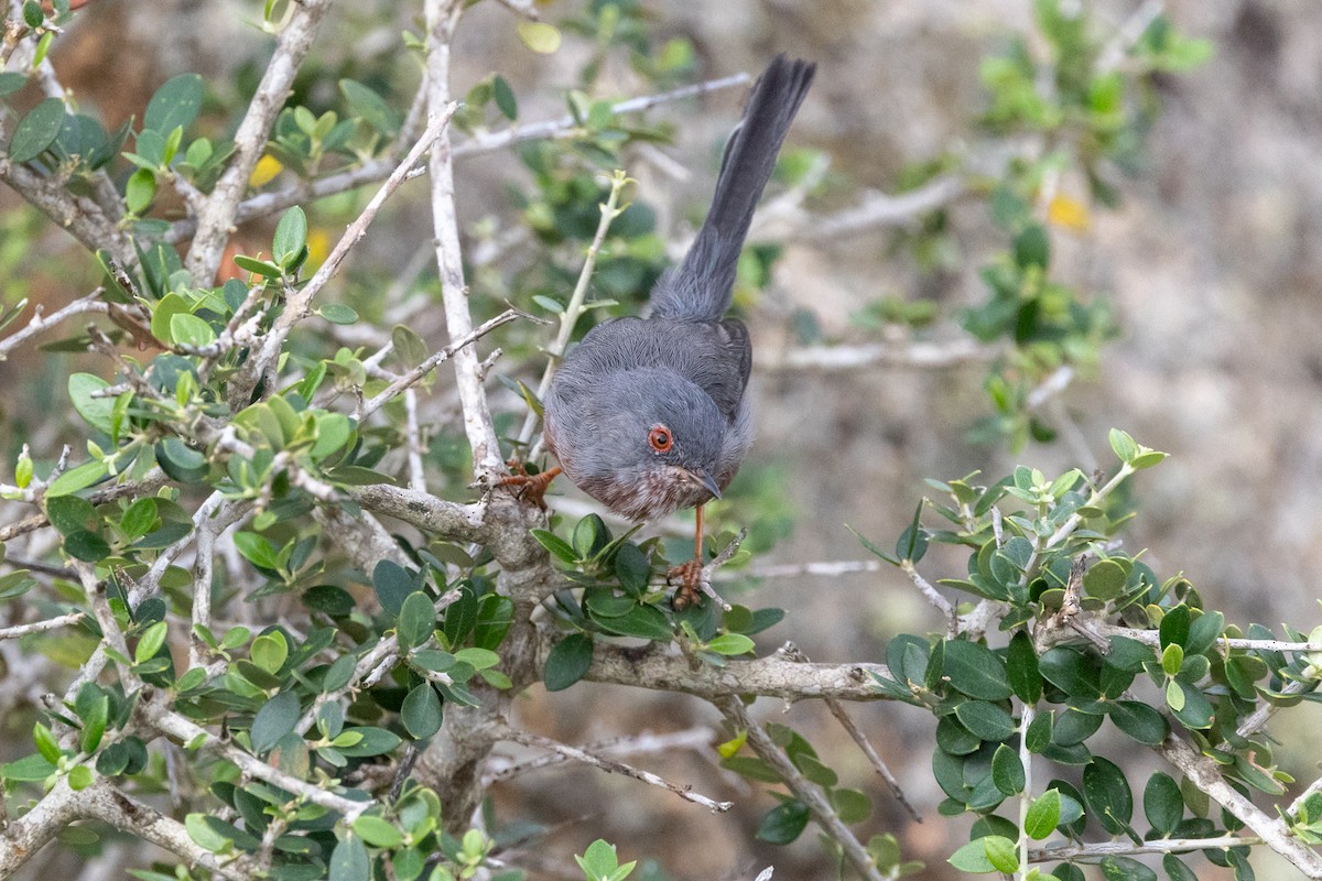 Dartford Warbler - ML624073040