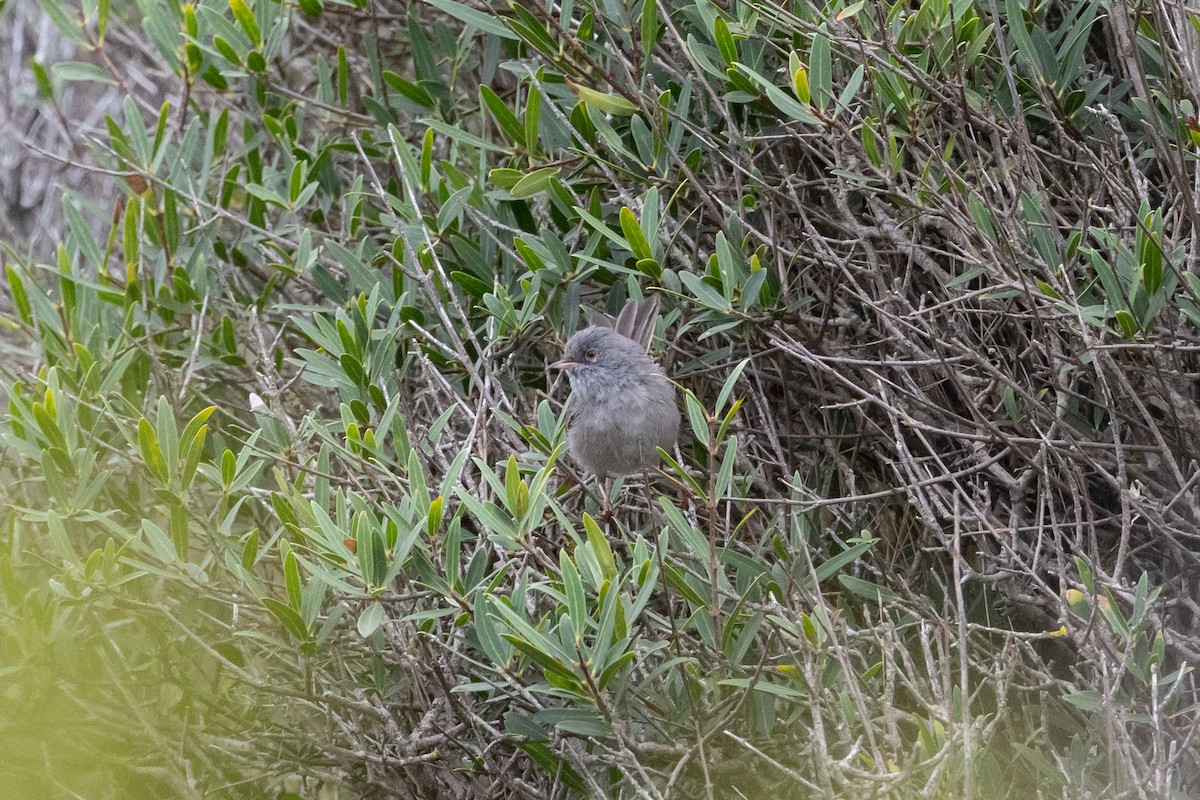 Marmora's Warbler - ML624073048