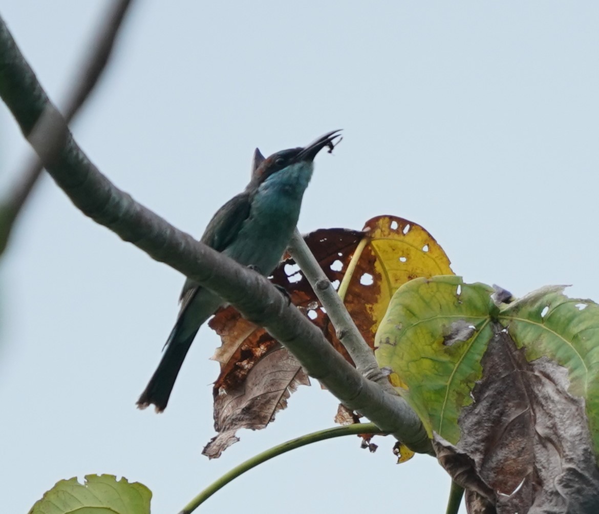 Abejaruco Gorjiazul - ML624073053