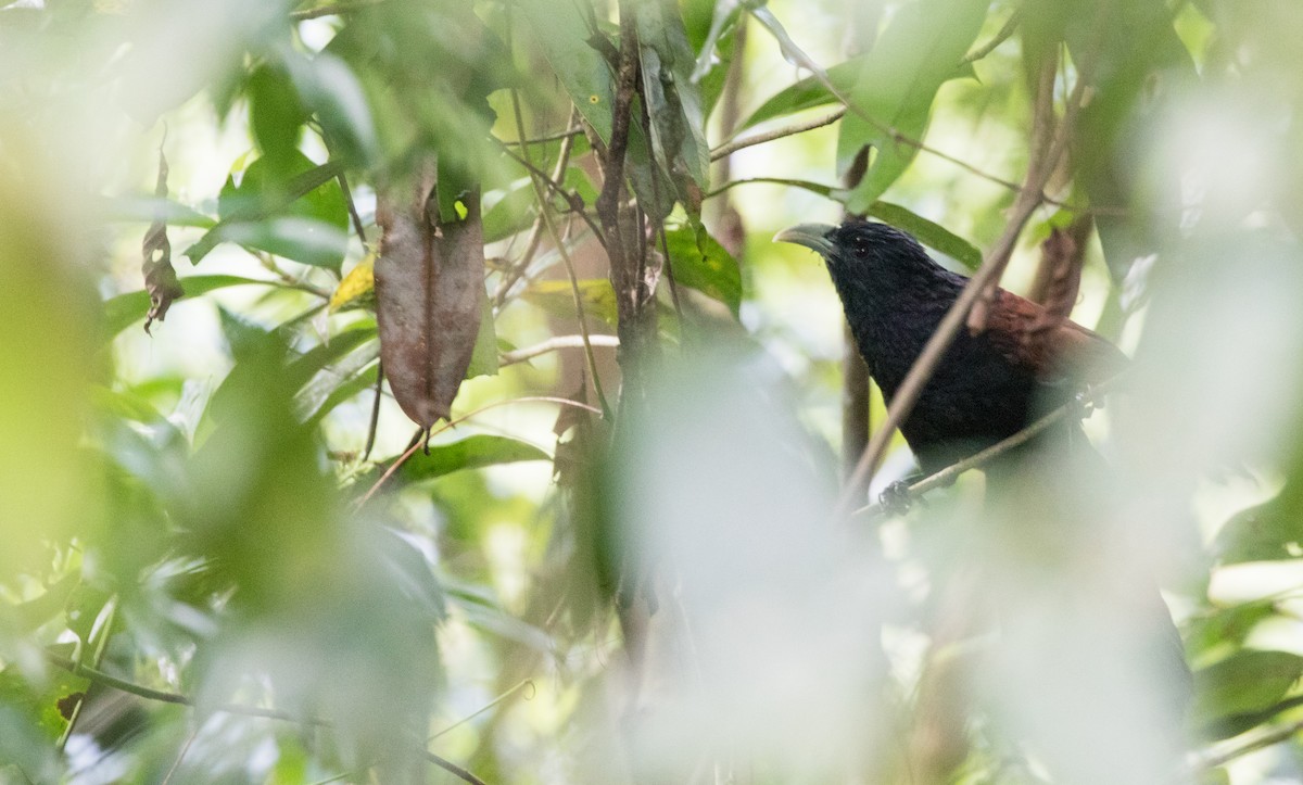 Green-billed Coucal - ML624073063