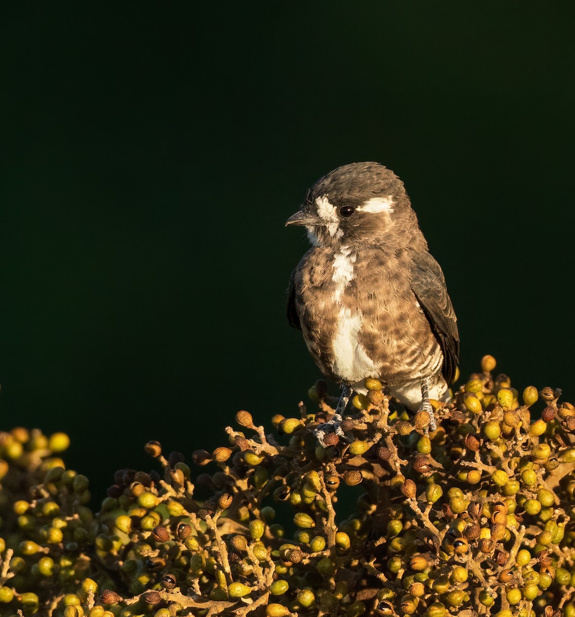 White-browed Purpletuft - ML624073064