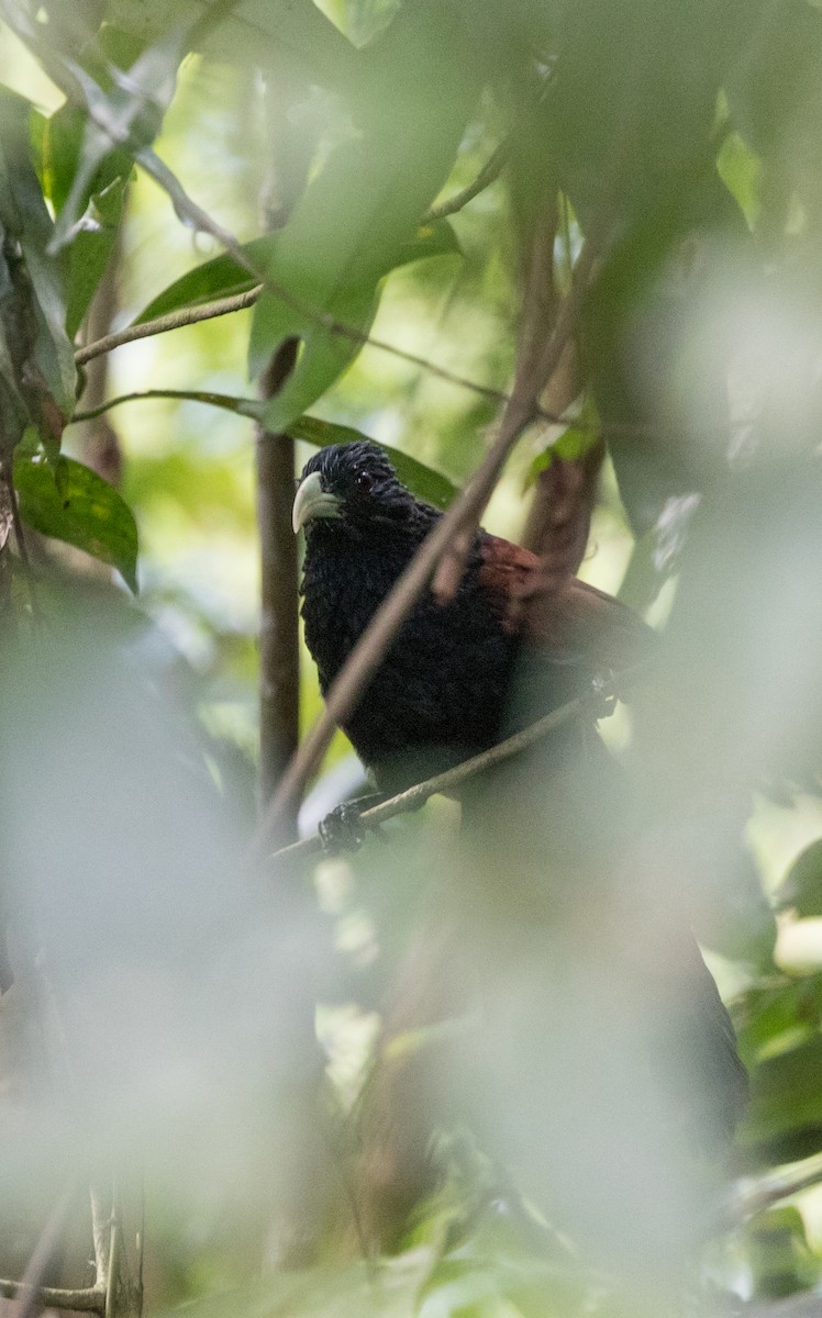 Green-billed Coucal - ML624073067