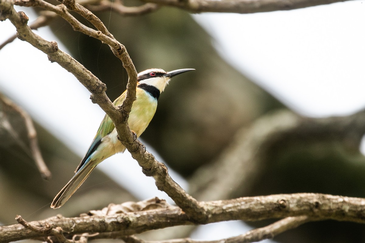 White-throated Bee-eater - ML624073084