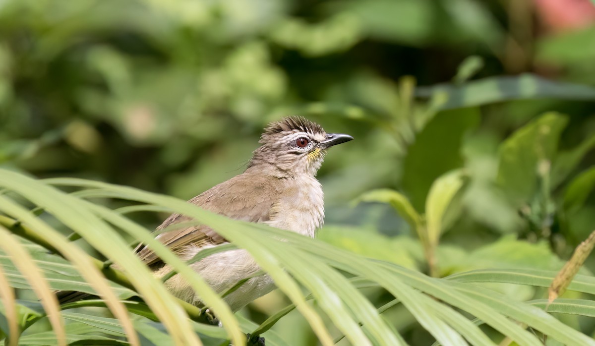 White-browed Bulbul - Rangana Abeyrathne