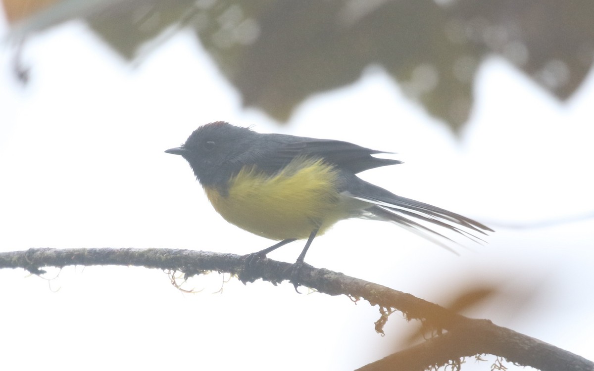 Slate-throated Redstart - Don Coons