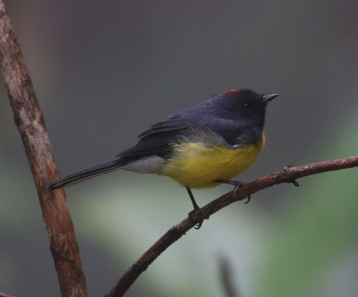 Slate-throated Redstart - Don Coons