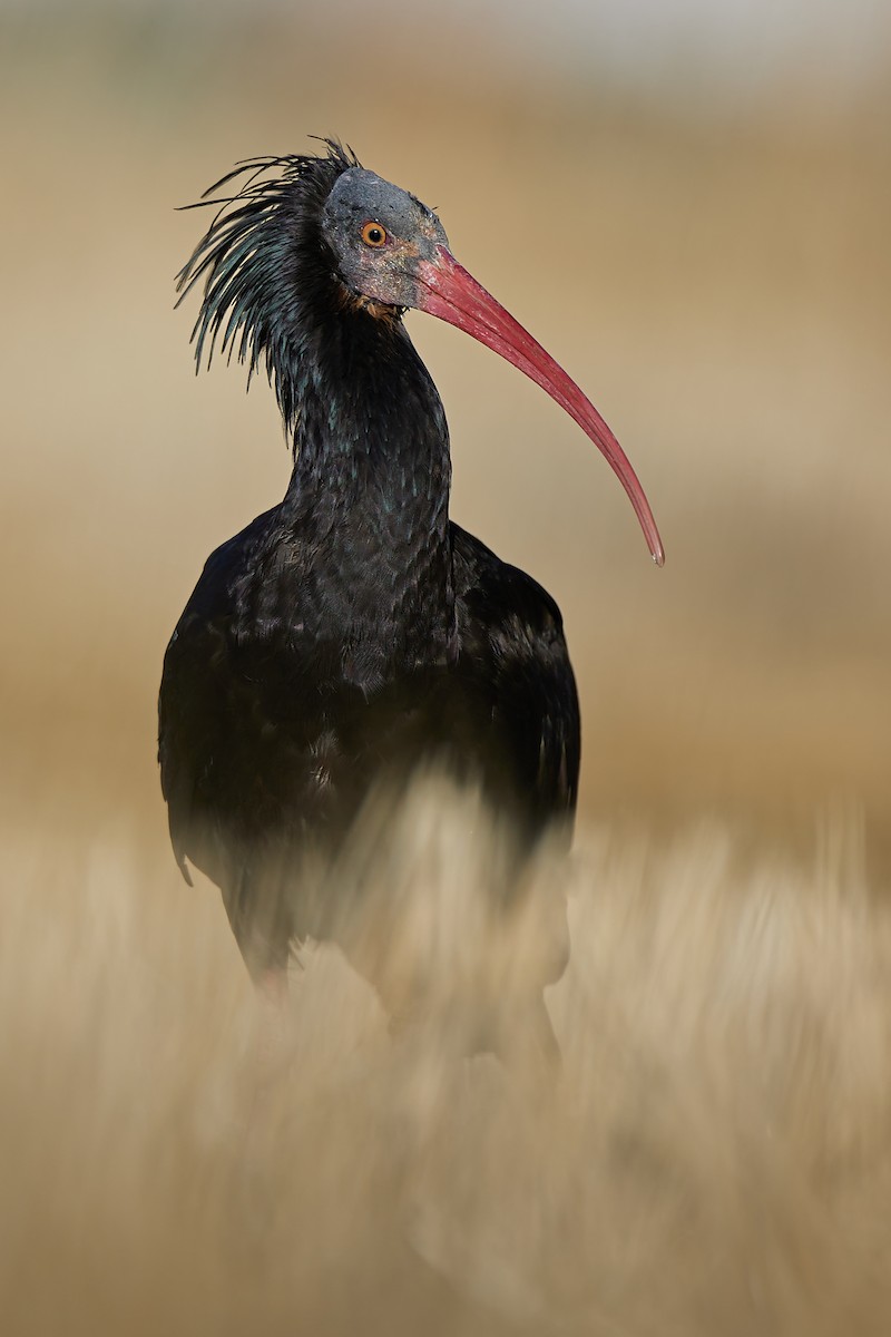 Northern Bald Ibis - ML624073151